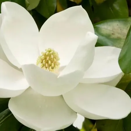 Magnolia, Charmante Maison Piscine Proche Estuaire